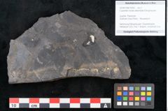 Foto (Objekt + Etikett) von Cupanites novae zeelandiae Ettingshausen (NHMW-GEO-2024-0188-10250)